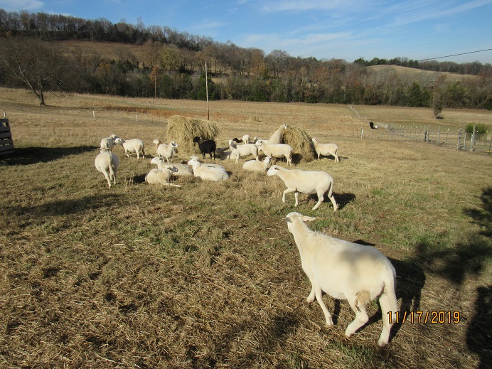 Sheep on hay 17 Nov 2019.JPG