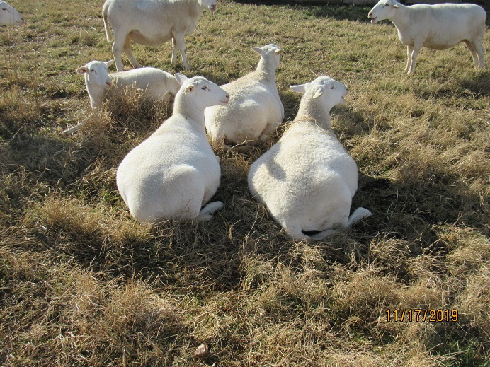 Sheep on hay2 122 and her daughter.JPG