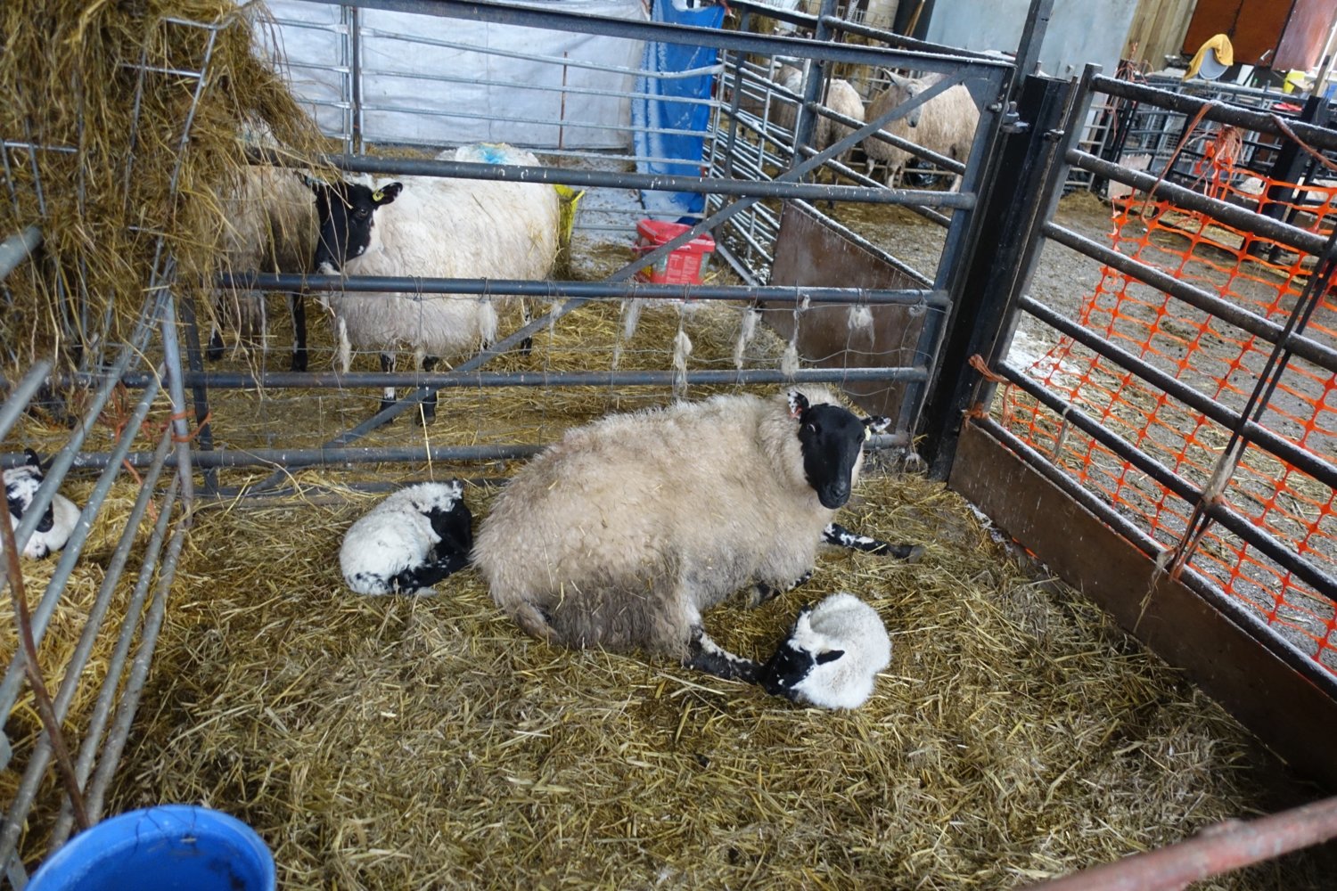 Sheep shed (1).jpg