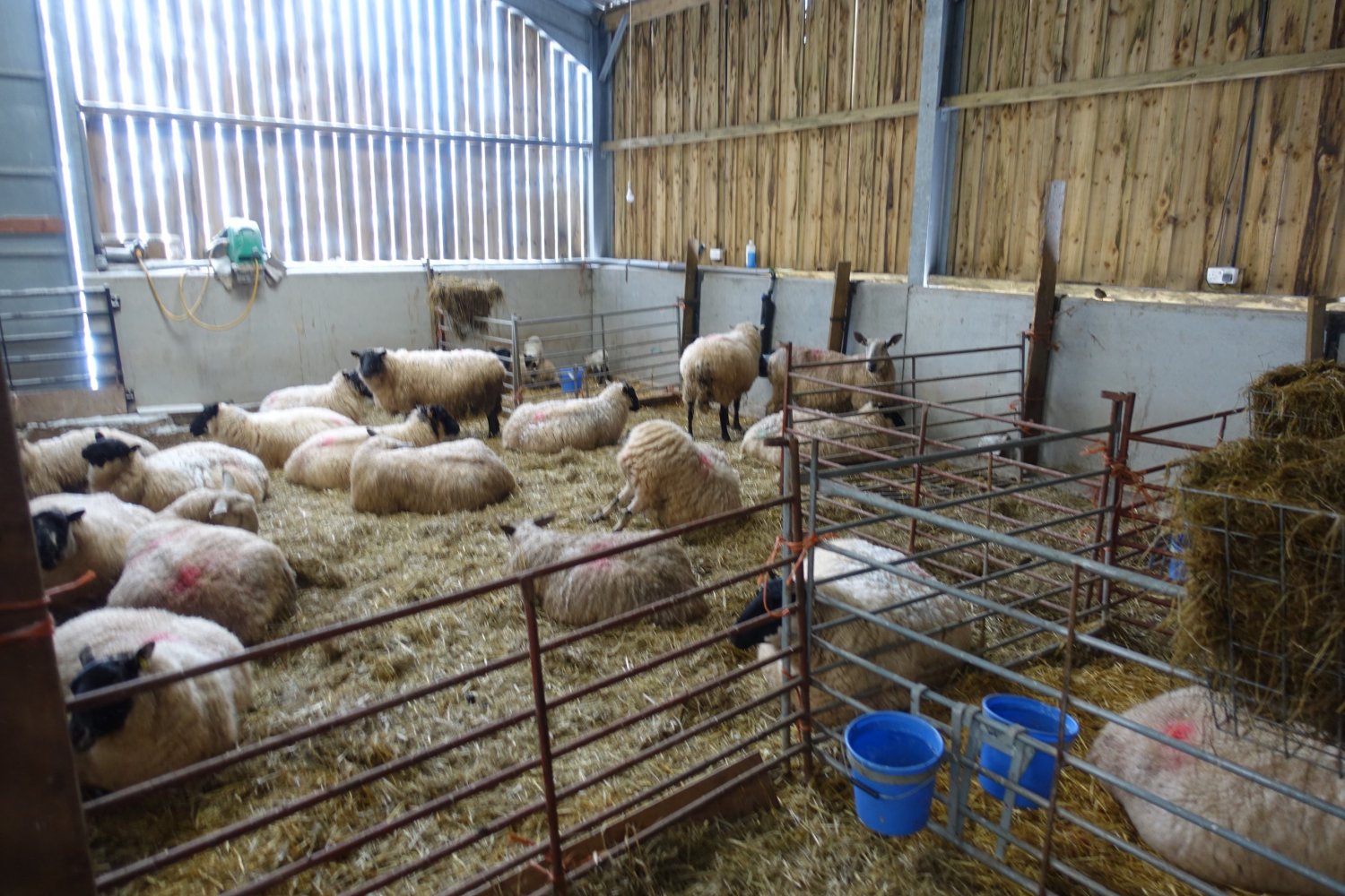 Sheep shed (1).jpg