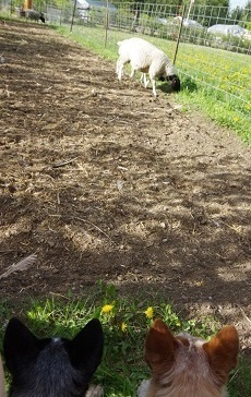 sheep tv on potato plot Jun 01 2016 IMGP4592.jpg