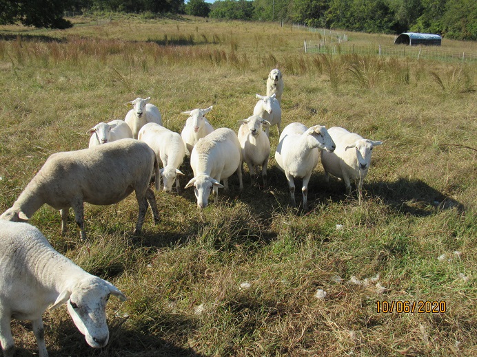 Sheep3 6 Oct 2020.JPG