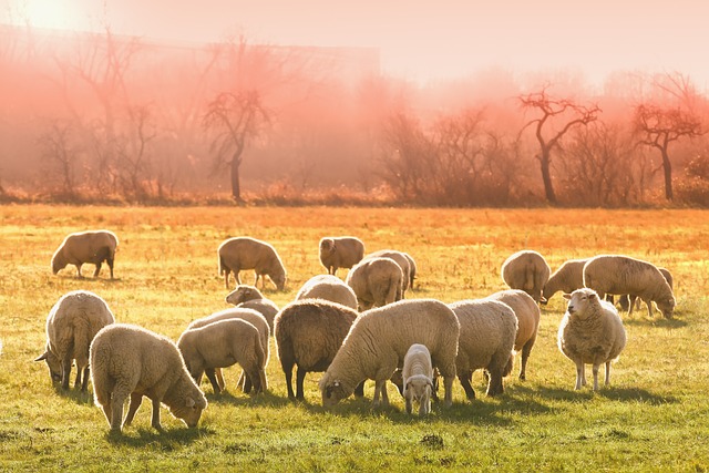 How to Deal with a Prolapse in Sheep