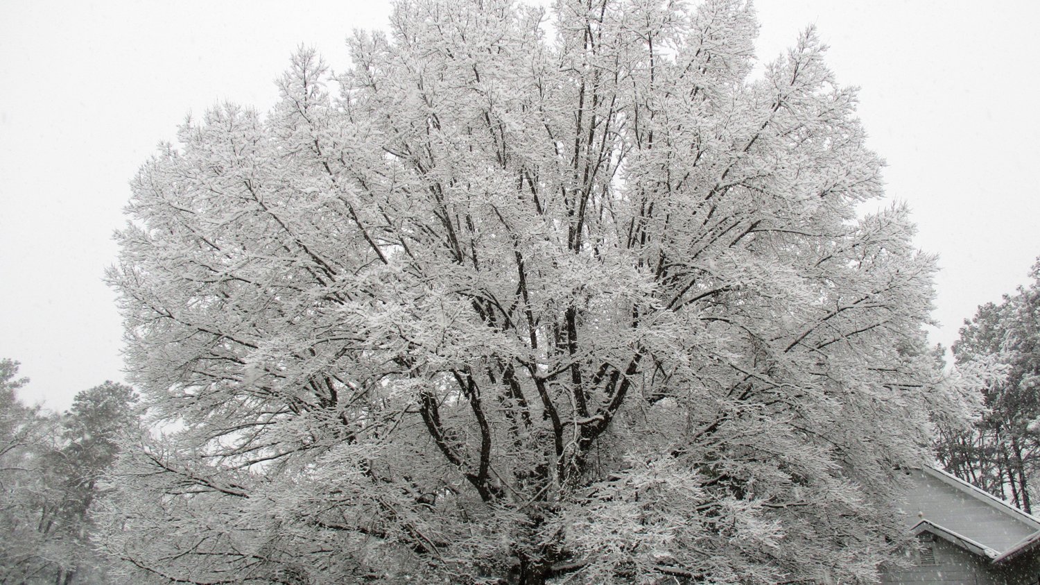 Snow Big tree.JPG