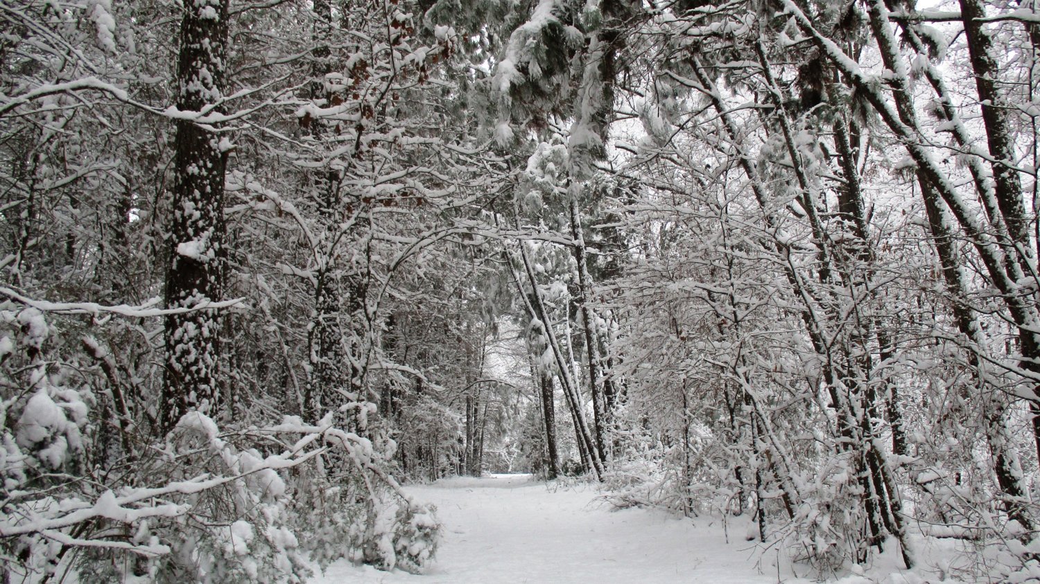 Snow on Path.JPG