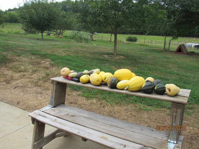 Squash 12 Aug 2020.JPG