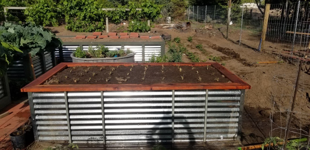 Strawberries Planted 5.25.2020.jpg