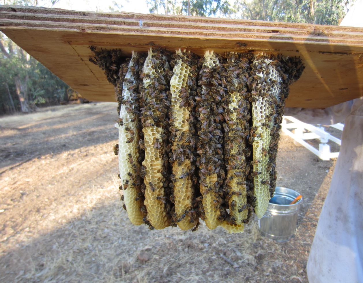 Swarm comb 1.JPG