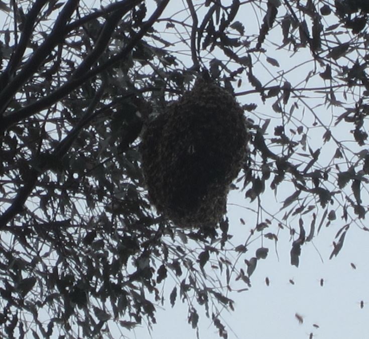 Swarm hanging from tree 2.JPG