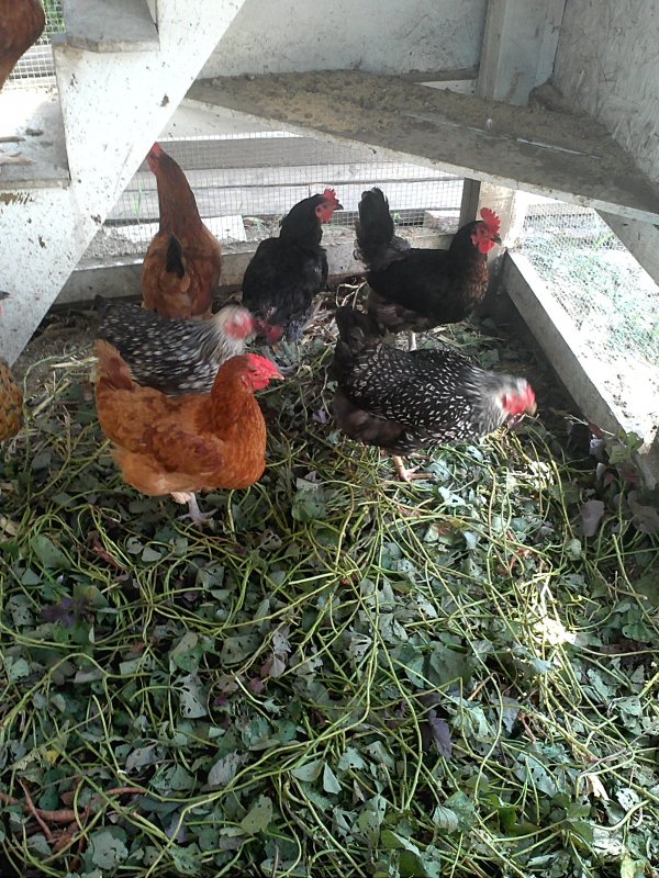 sweet potato vines in coop.jpg