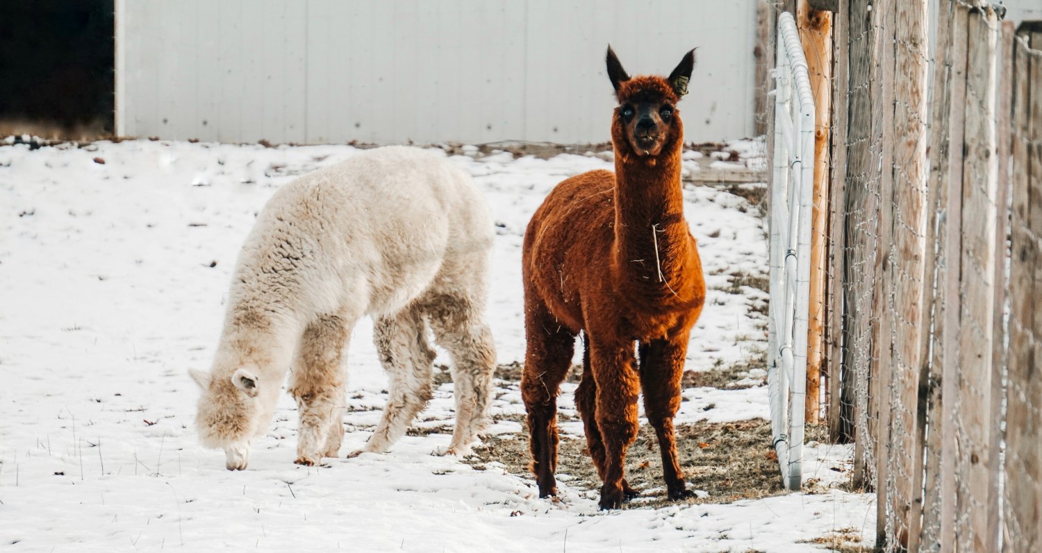 Why You Should Add Llamas To Your Backyard Herd