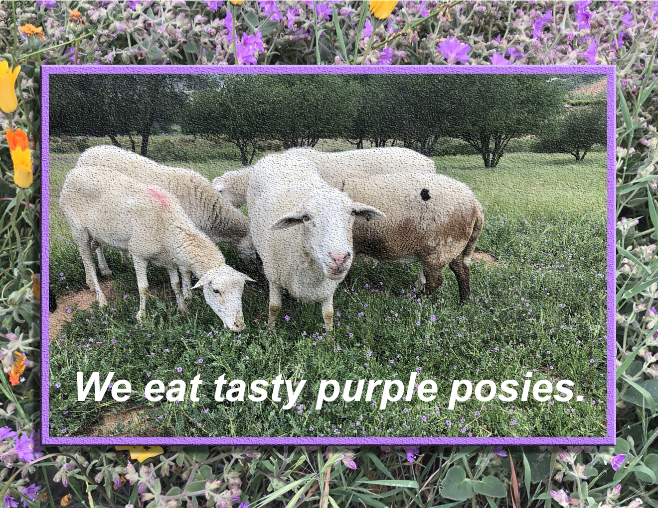 tasty purple posies.jpg