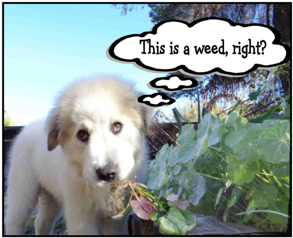 This is a weed email.JPG