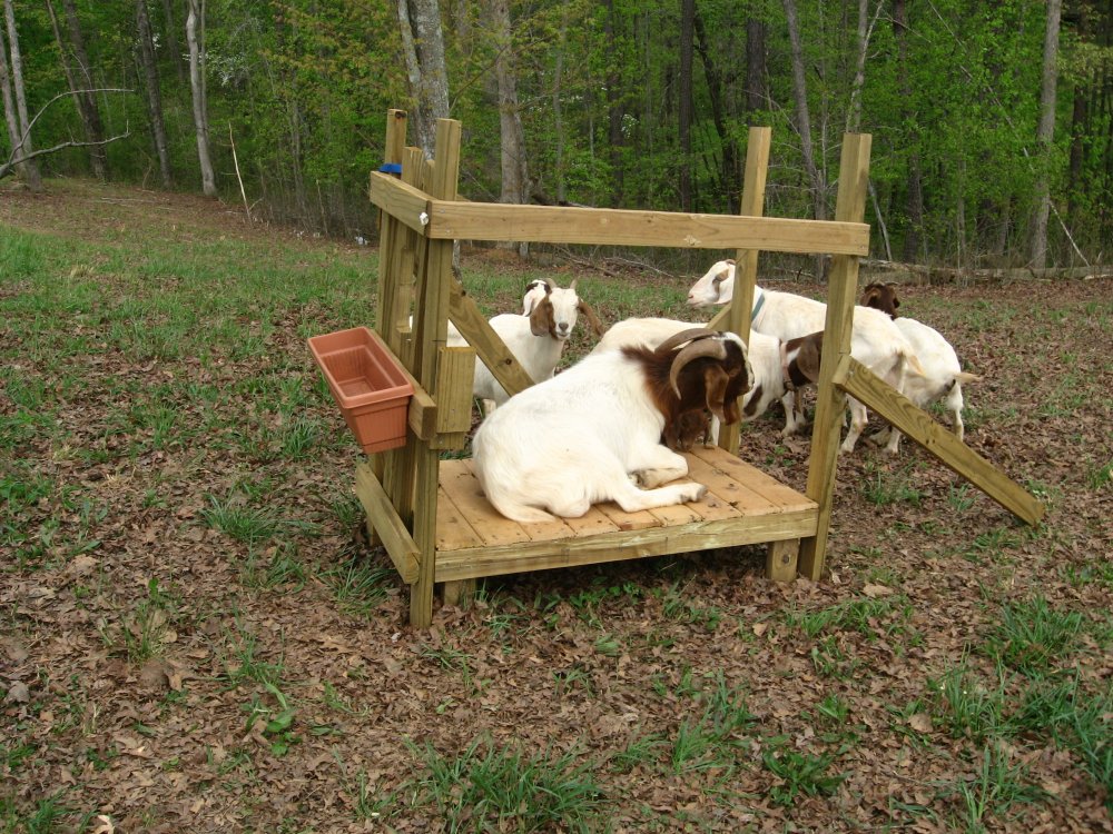 this n that farm GOAT pictures 0024.jpg