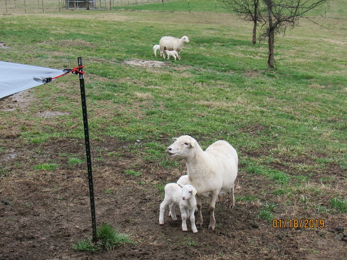 TN33 & lambs front 18 Jan 2019.JPG