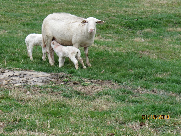 TN8 ewe & ram lambs 18 Jan 2019.JPG