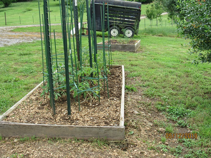 Tomatoes and asparagus.JPG