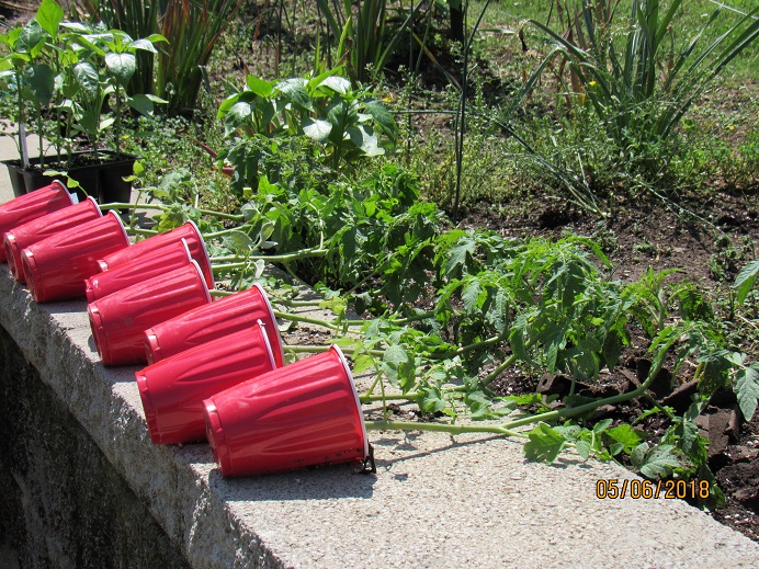 tomatoes turning 6 May 2018.JPG