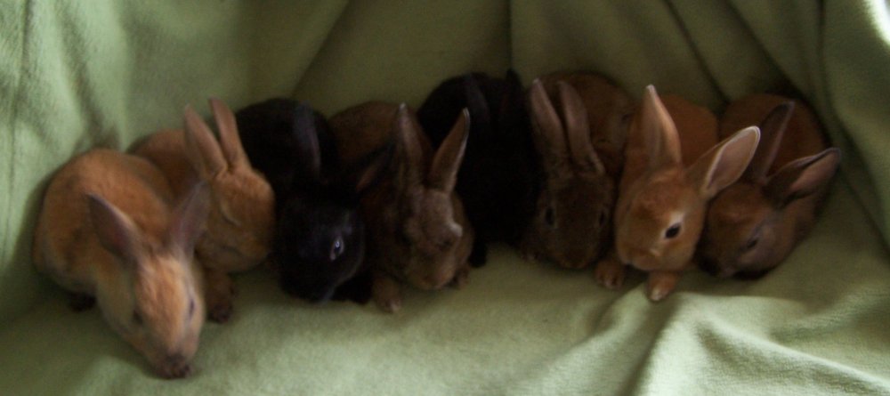 TR\'s litter Oct.JPG