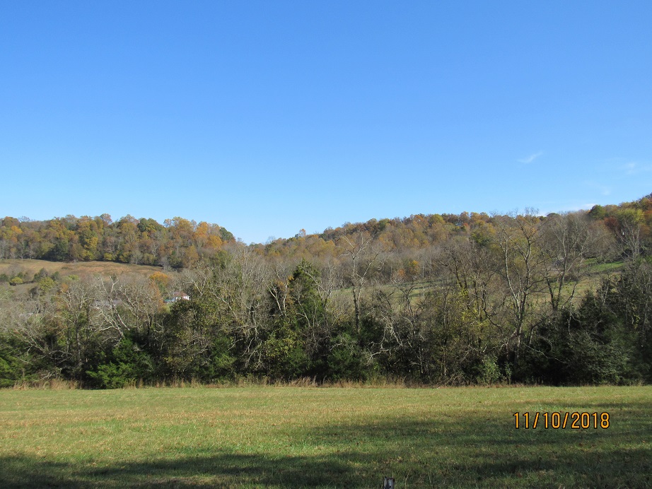 Trees behind our house.JPG