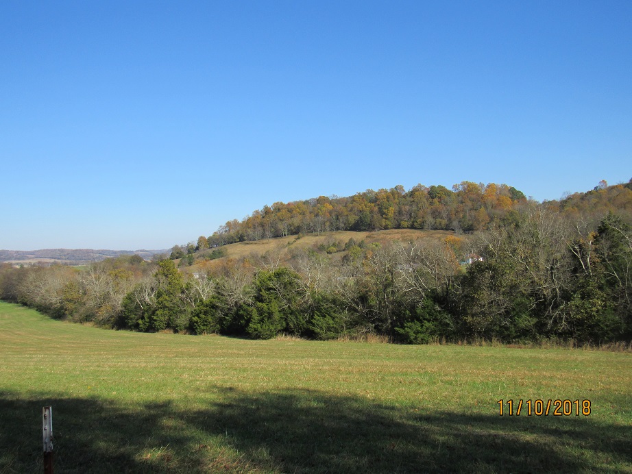 Trees behind our house2.JPG