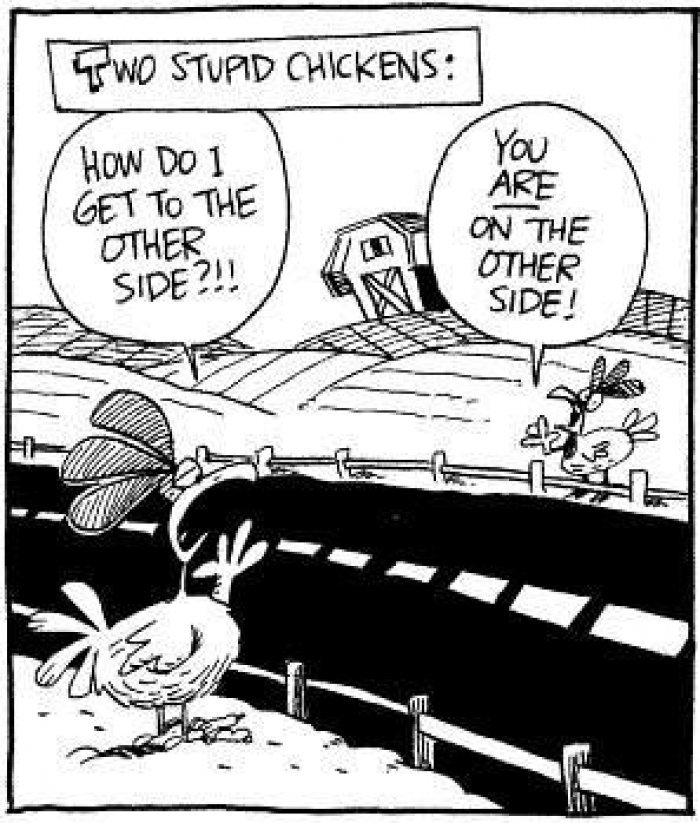 Two-stupid-chickens-cartoon.jpg