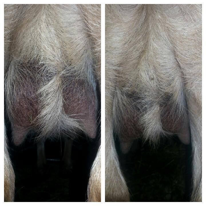 udder.jpg