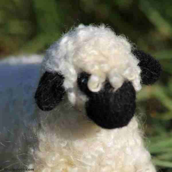 Valais-Blacknose-sheep-8.jpg