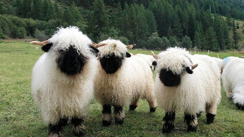 Valais-Blacknose-Sheep-Swiss-Breed-herd.jpg