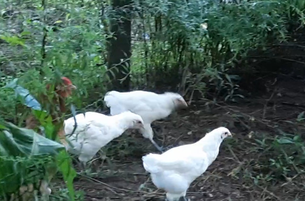 VideoCapture_20250620-063533.jpg