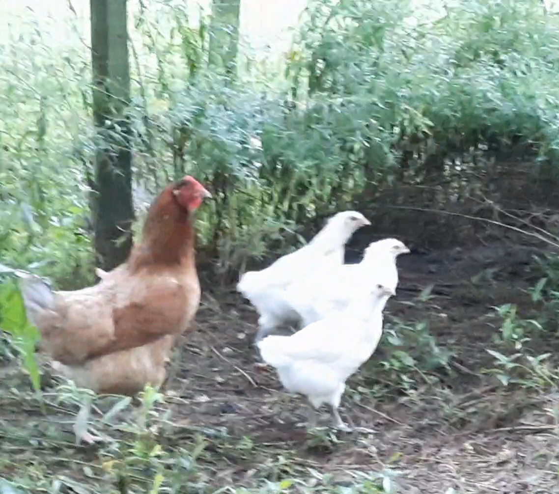 VideoCapture_20250620-063650.jpg