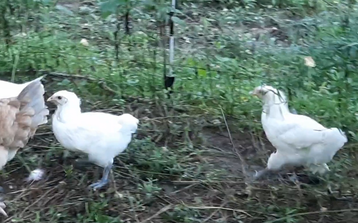 VideoCapture_20250620-064032.jpg