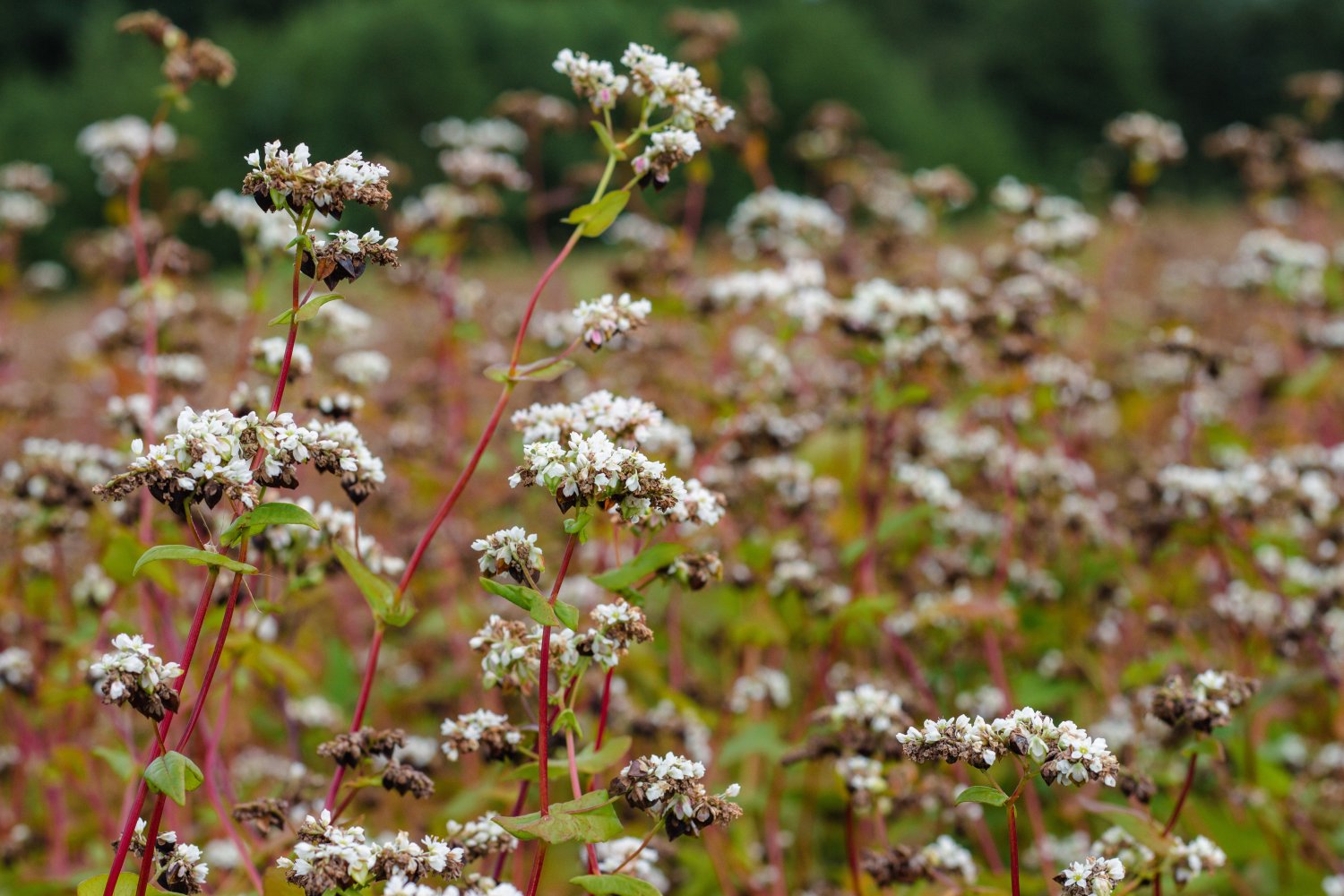 Top 35 Plants To Grow For Your Chickens