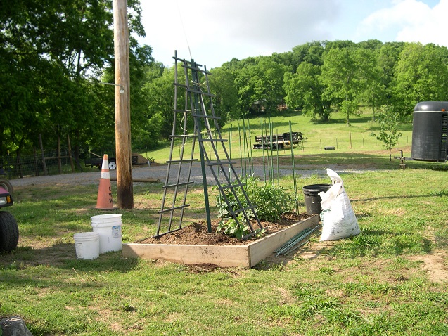 Volunteer cantalope 18 May 2017.JPG