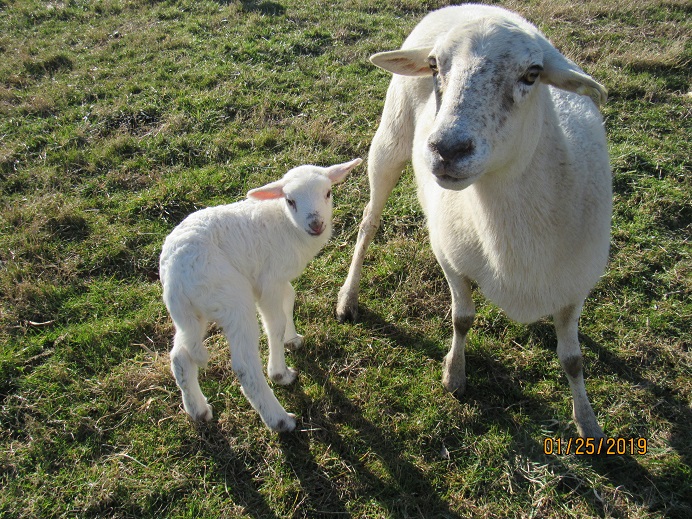 Wild Thang and ram lamb 25 Jan 2019.JPG