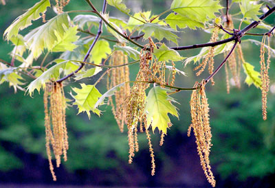 Wilna-Pond-Oat-CatOakCatkins.jpg