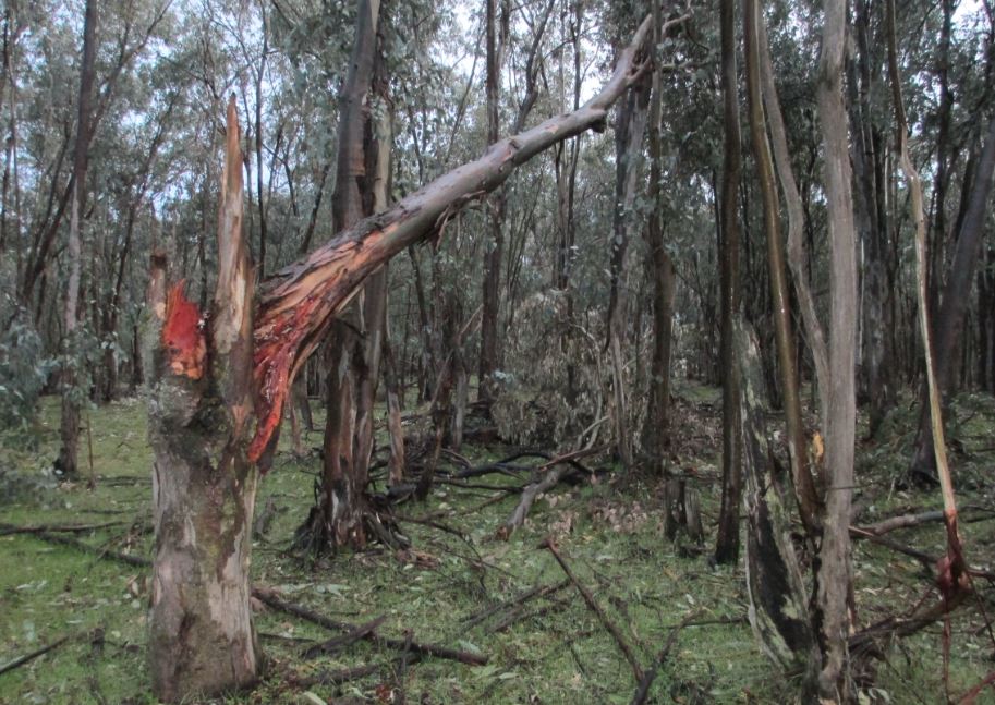 Wind storm tree down 3.18b.JPG