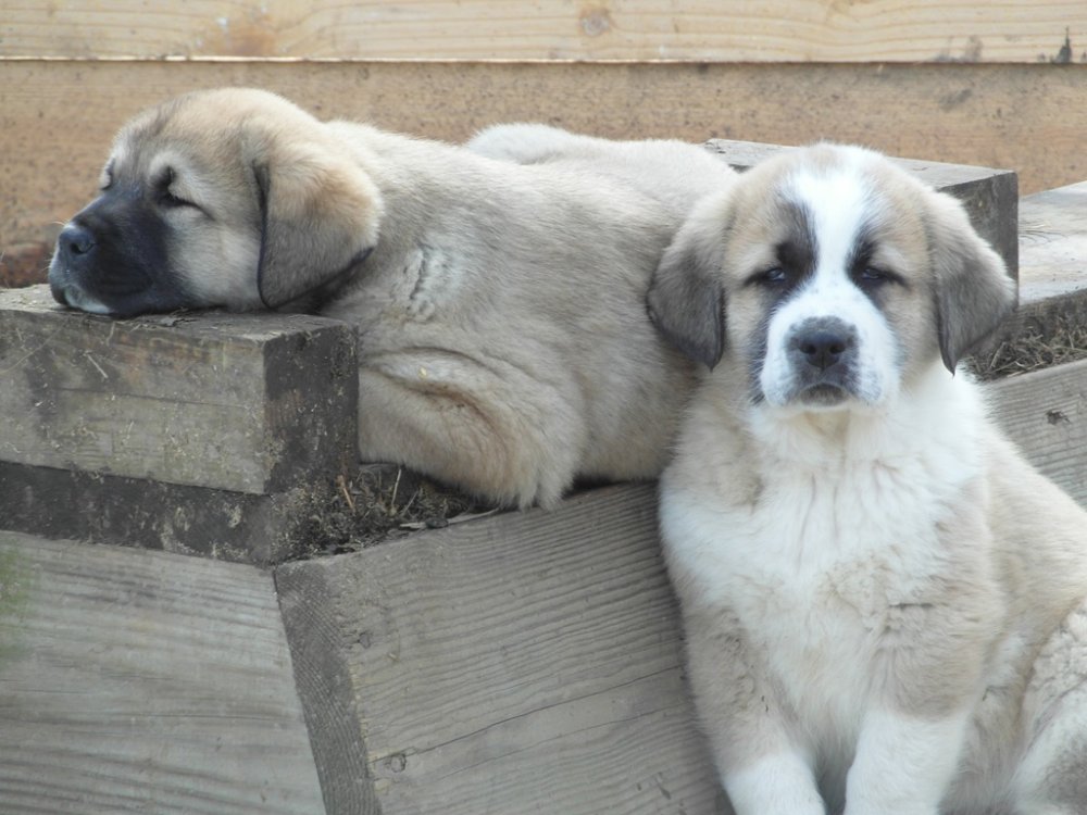 Wingin' it farms Anatolian Pups.JPG