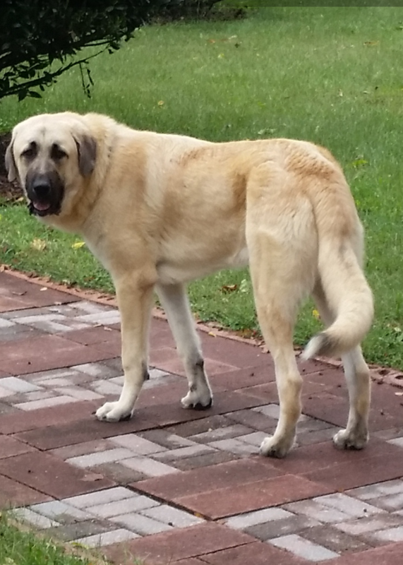 Wingin' it Farms Anatolian Pyr Pup-Leo 9 months- New home.png