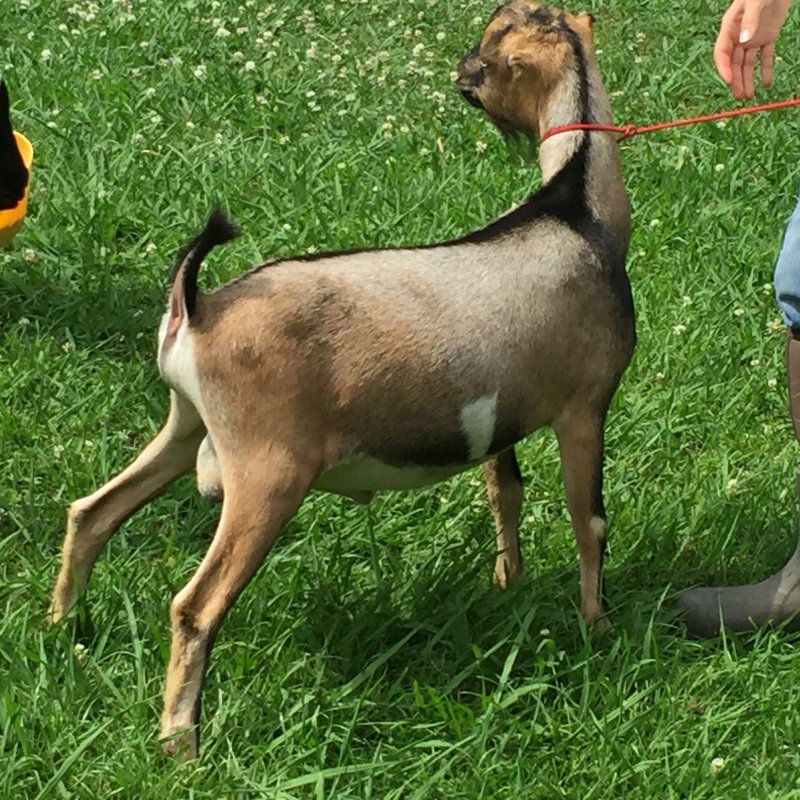 Wingin' it Farms Bucks 069.JPG