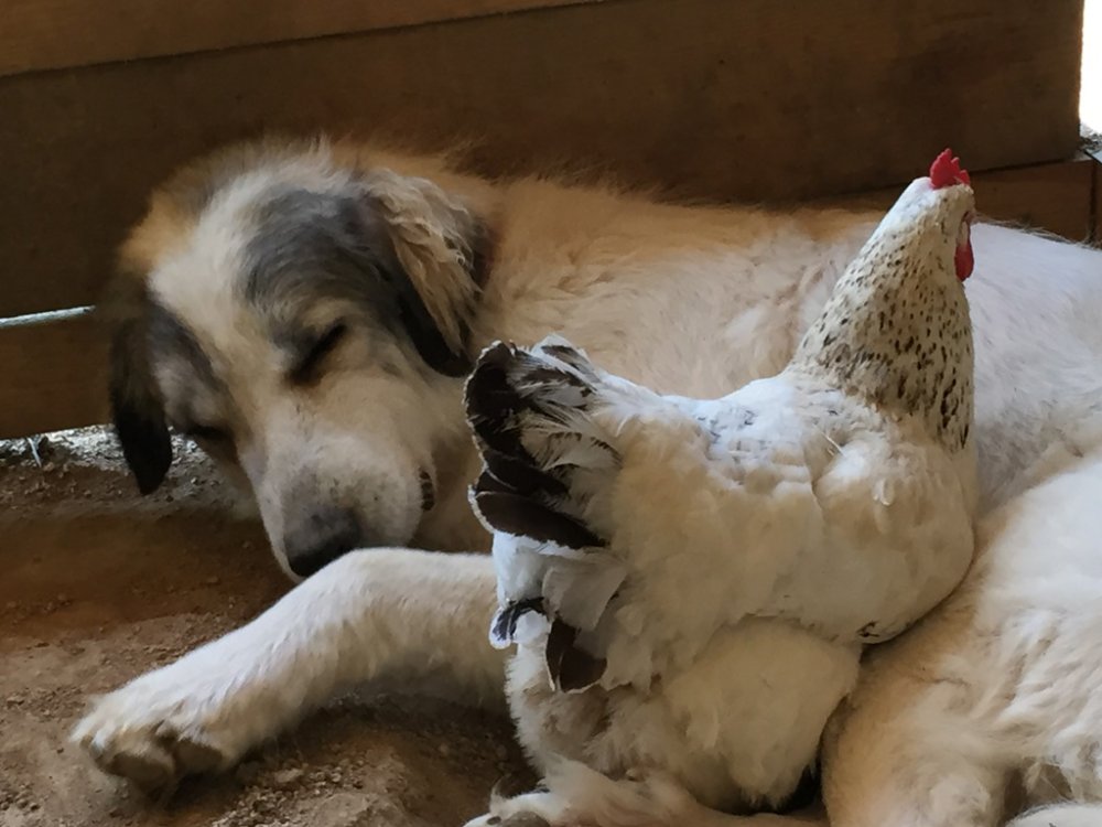 Wingin' it Farms Crazy laying hens with LGD pups and dogs (2).JPG