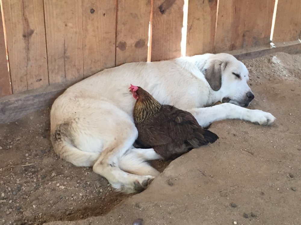 Wingin' it Farms Crazy laying hens with LGD pups and dogs (5).JPG