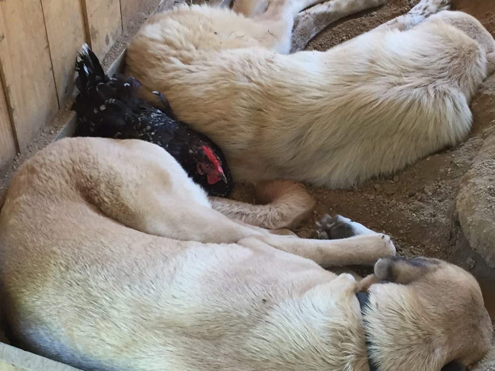 Wingin' it Farms Crazy laying hens with LGD pups and dogs.JPG