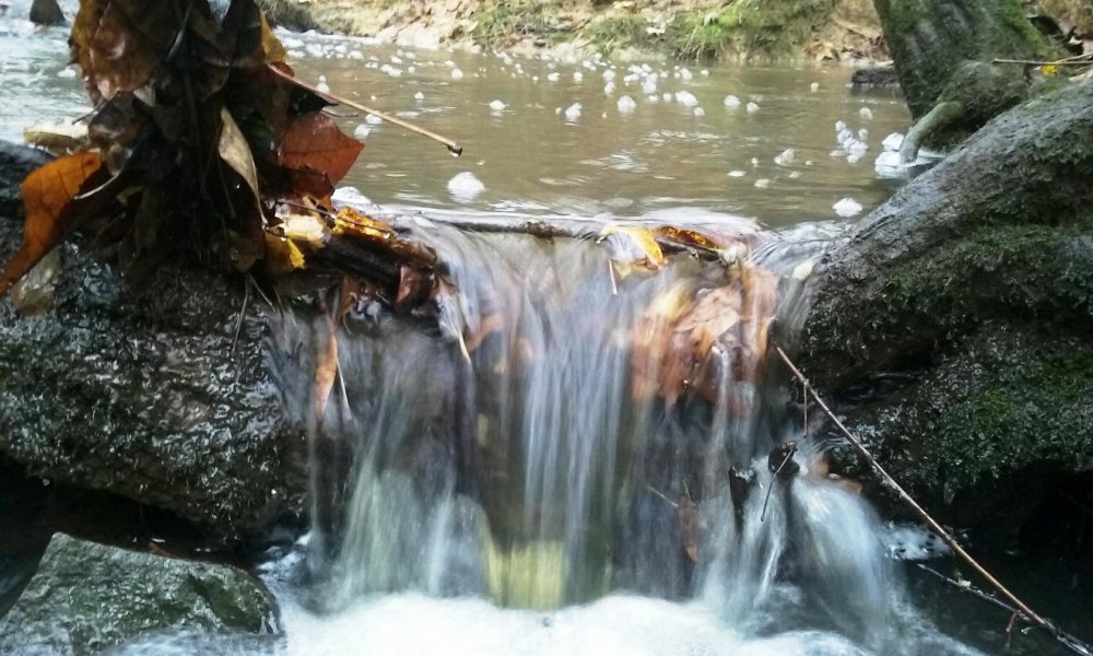 Wingin' it Farms- Creek in the Fall.JPG