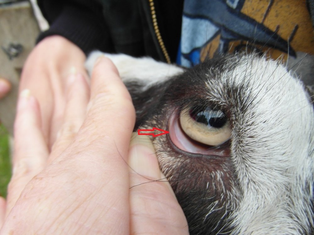 Goat Anemia Eye Chart