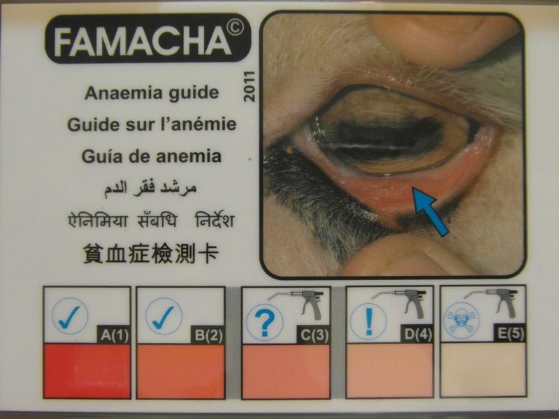 Famacha Chart