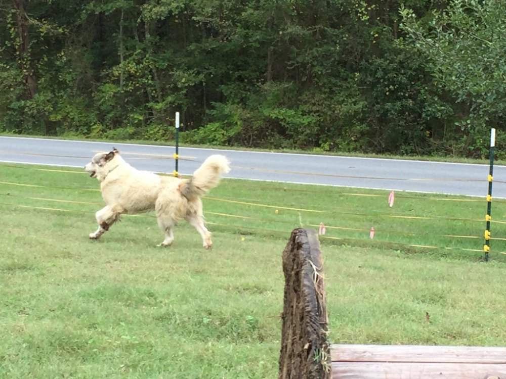 Wingin it Farms Great Pyrenees Chunk 18 months.JPG