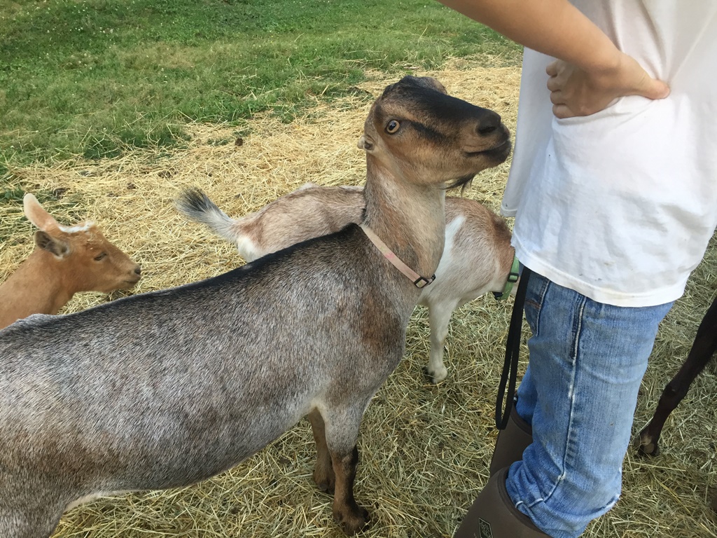 Wingin' it Farms Home of Wings & Caprines Dairy Goats (3).JPG