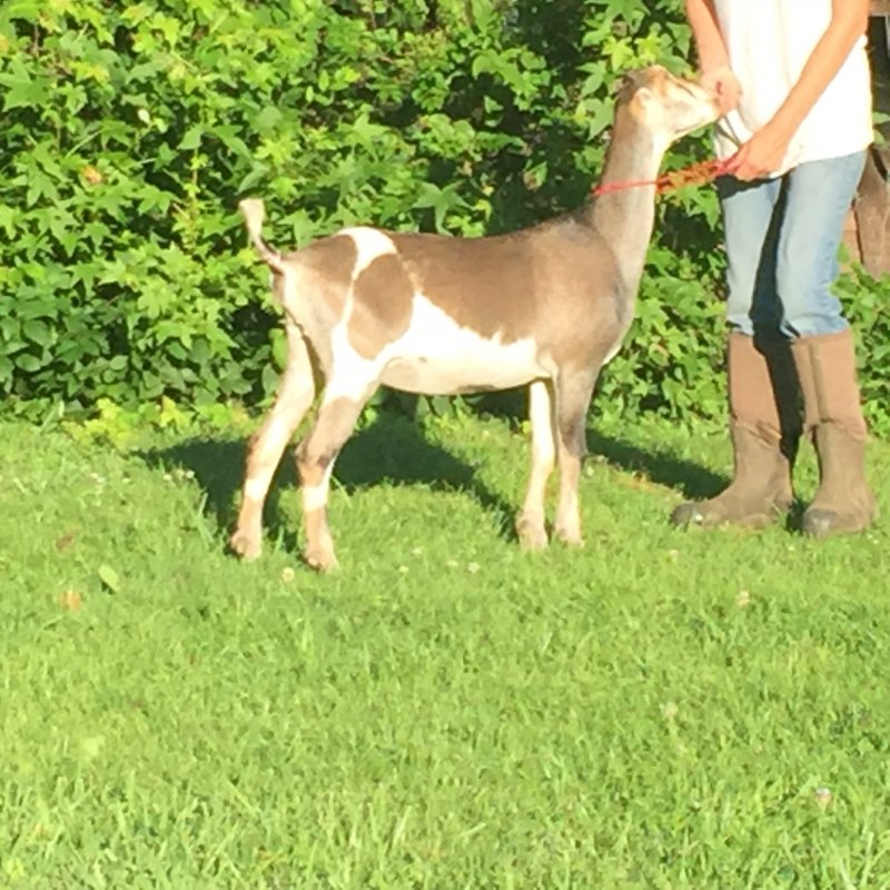 Wingin' it Farms Home of Wings & Caprines Lamancha doe 5 months- Jane 073.JPG