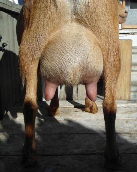 Wingin' it Farms Home of Wings & Caprines Ruthie's udder FF 10 hr fill single kid (3).JPG